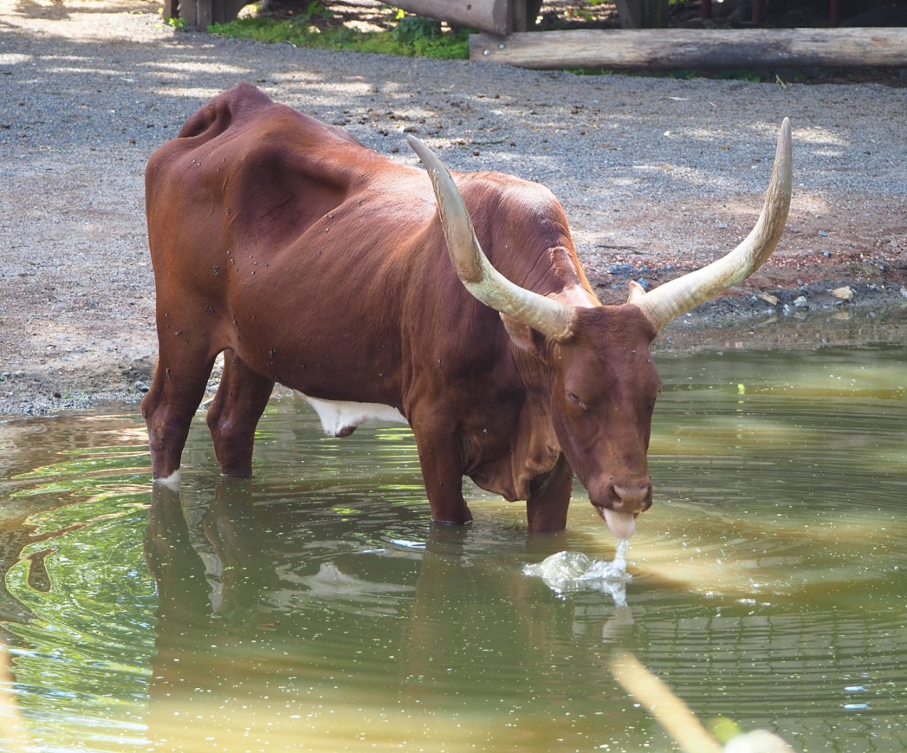 Ankole-Watusi bull (Bos taurus indicus) in pool drinking, 2022-06-28