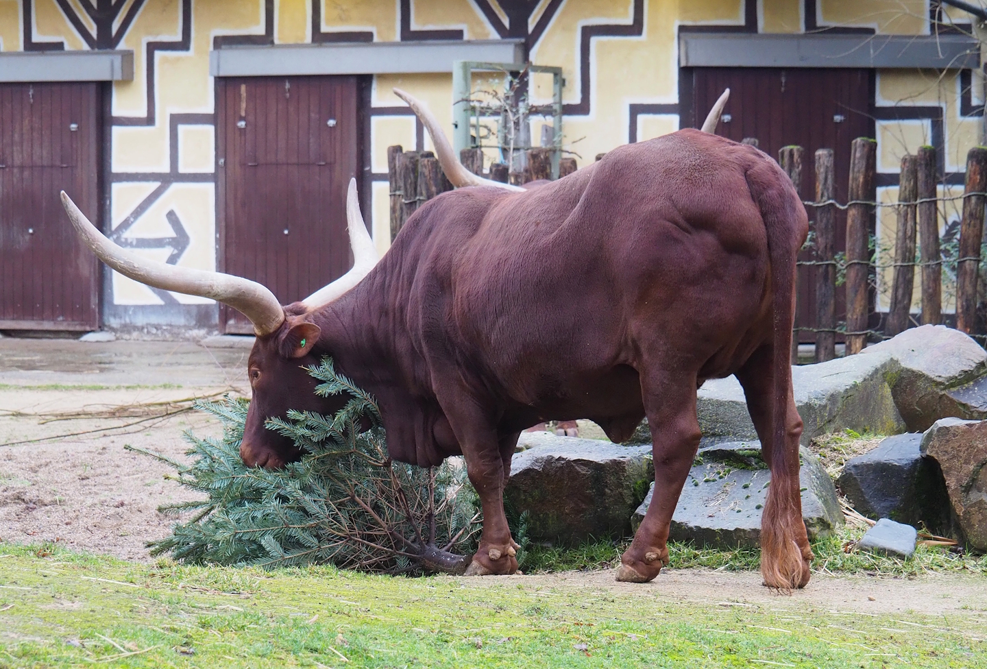 Ankole-Watusi bull (Bos taurus indicus) with Christmas tree, 2024-01-01