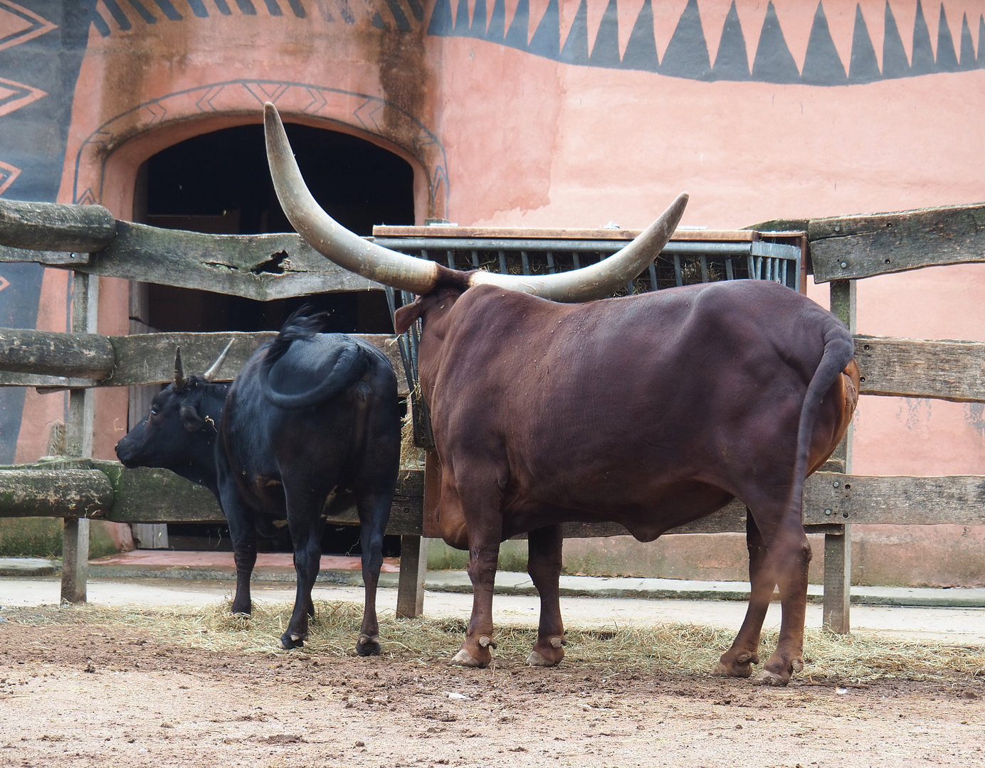 Ankole-Watusi cattle and Dahomey dwarf cattle (Bos taurus indicus X B.t. taurus), 2022-09-15