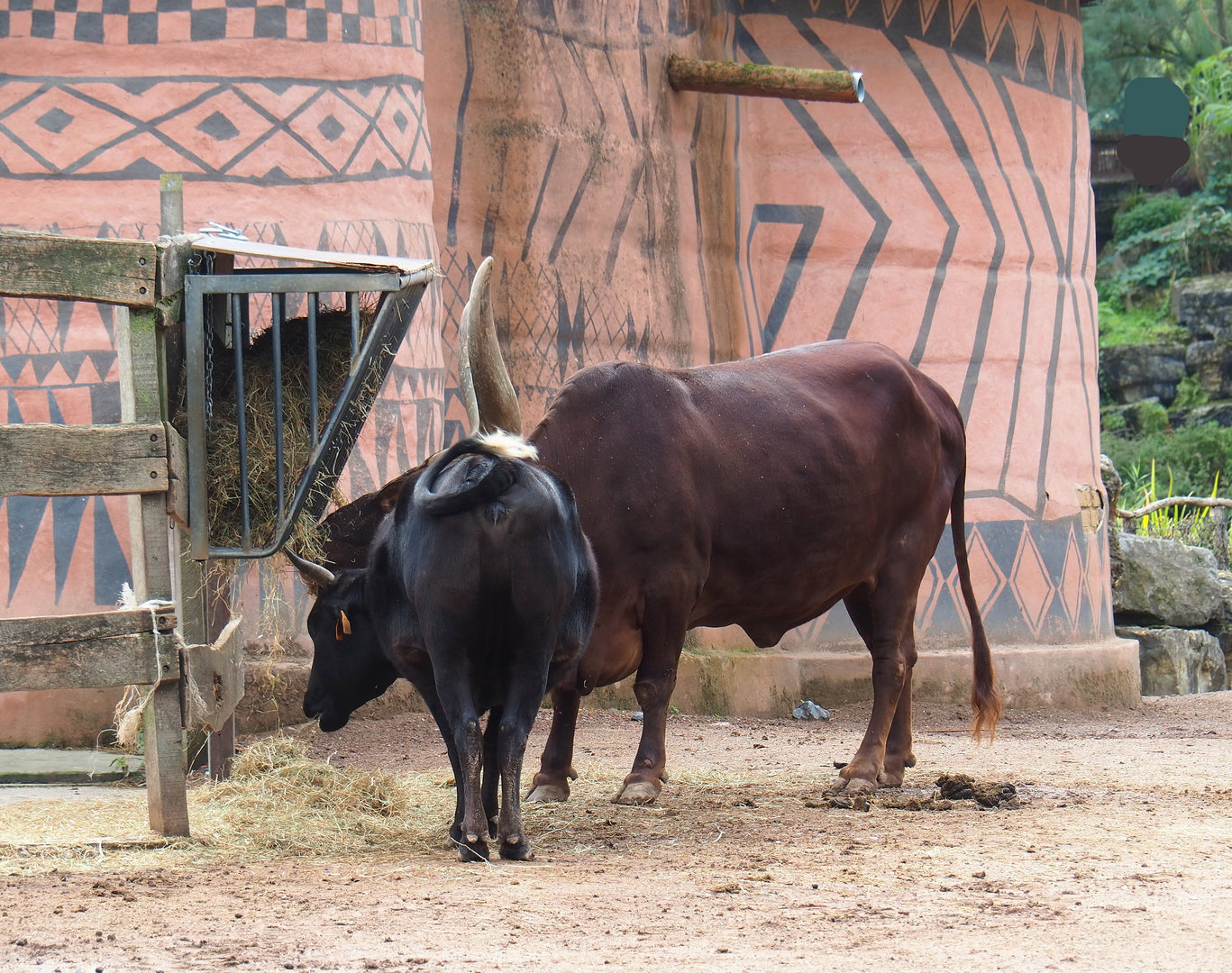 Ankole-Watusi cattle and Dahomey dwarf cattle (Bos taurus indicus X B.t. taurus), 2022-09-15