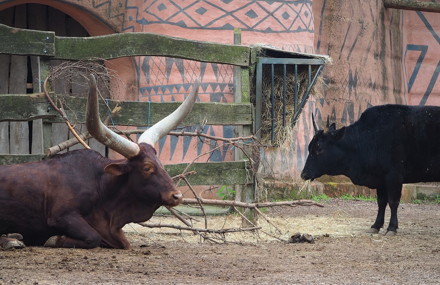 Ankole-Watusi cattle and Dahomey dwarf cattle (Bos taurus indicus X B.t. taurus), 2023-05-15