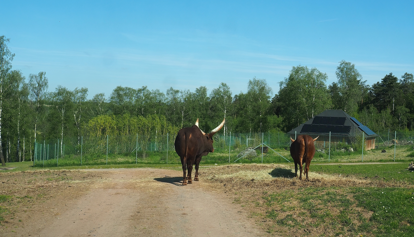 Ankole-Watusi cattle and Giant anteater exhibit seen from the African drive-through safari, 2023-05-19