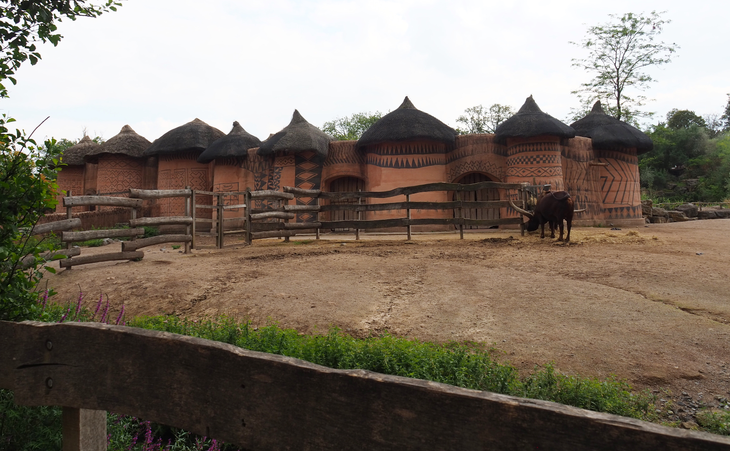 Ankole-Watusi cattle and Ostrich barn, 2020-09-02
