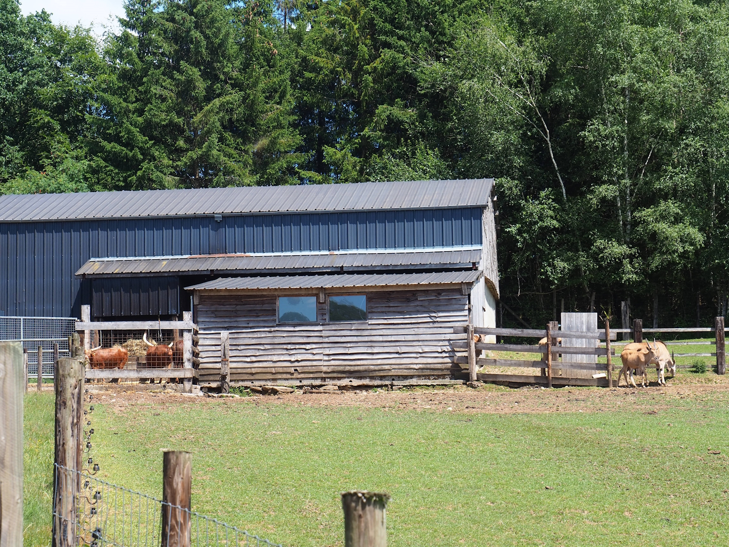 Ankole-Watusi cattle barn, 2023-06-24