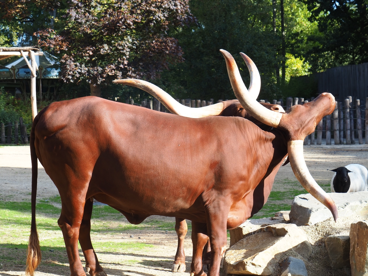 Ankole-Watusi cattle (Bos primigenius f. taurus)