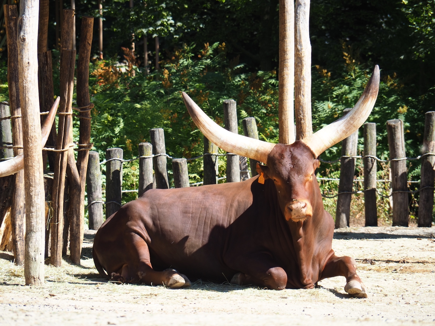 Ankole-Watusi cattle (Bos primigenius f. taurus)