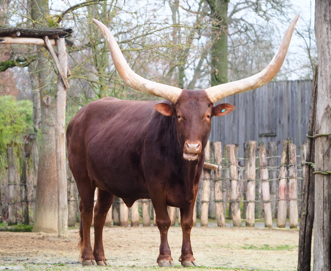 Ankole-Watusi cattle (Bos taurus indicus), 2020-01-11