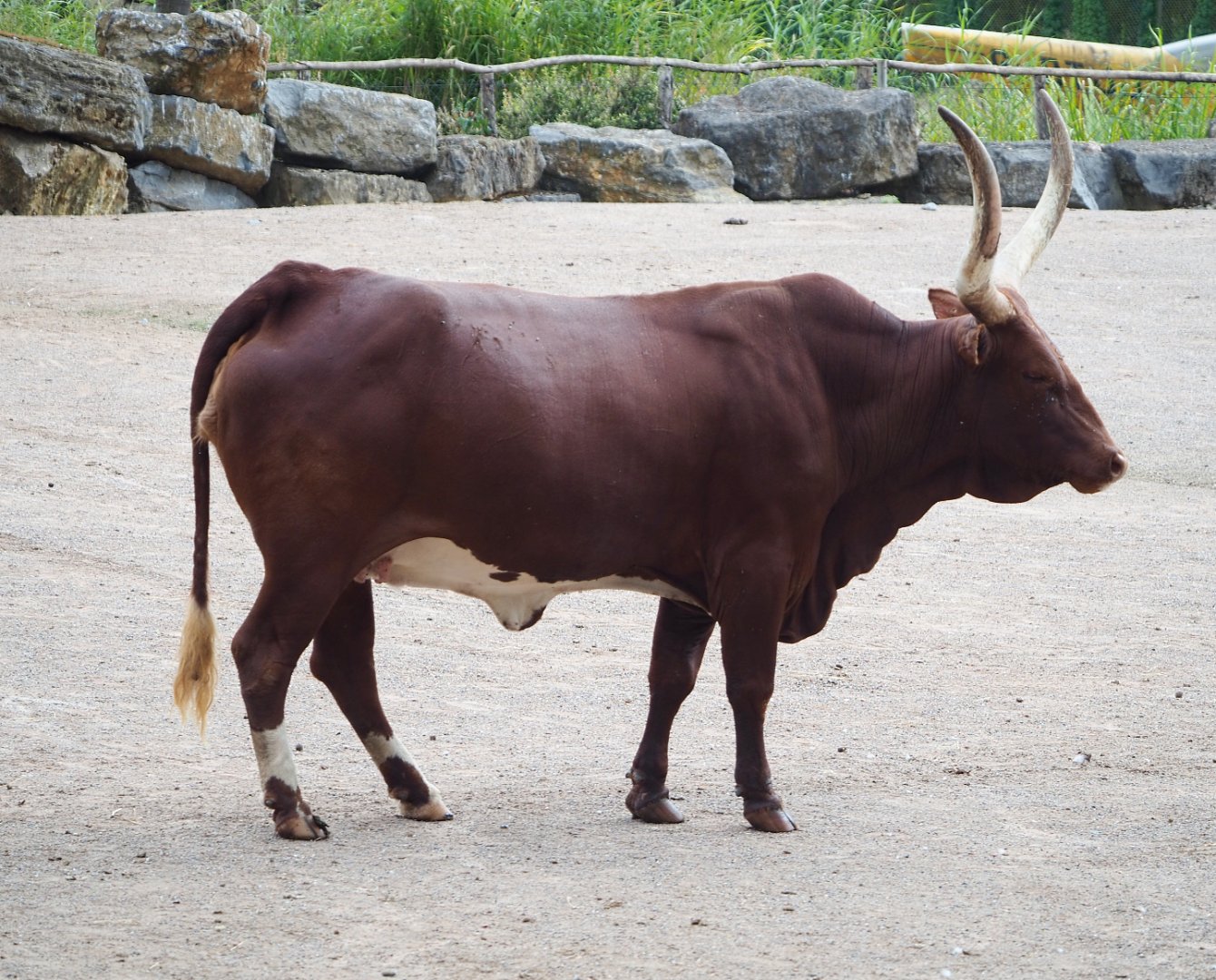 Ankole-Watusi cattle (Bos taurus indicus), 2020-09-02