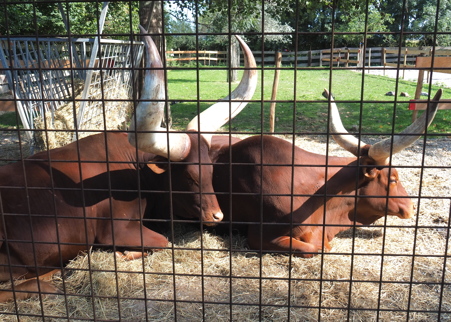 Ankole-Watusi cattle (Bos taurus indicus), 2020-09-12