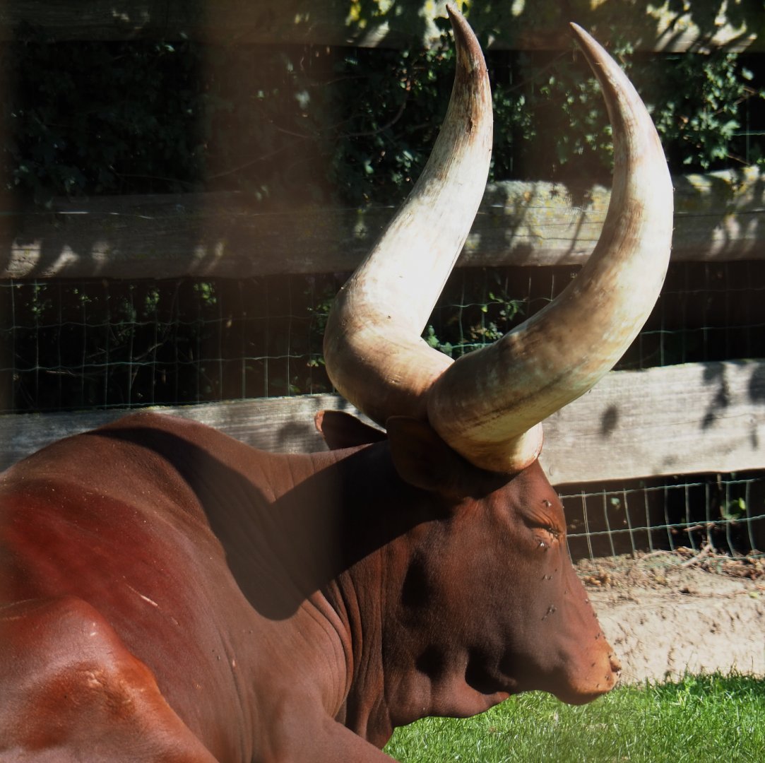 Ankole-Watusi cattle (Bos taurus indicus), 2020-09-12
