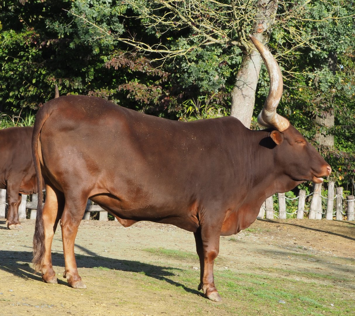 Ankole-Watusi cattle (Bos taurus indicus), 2020-10-10