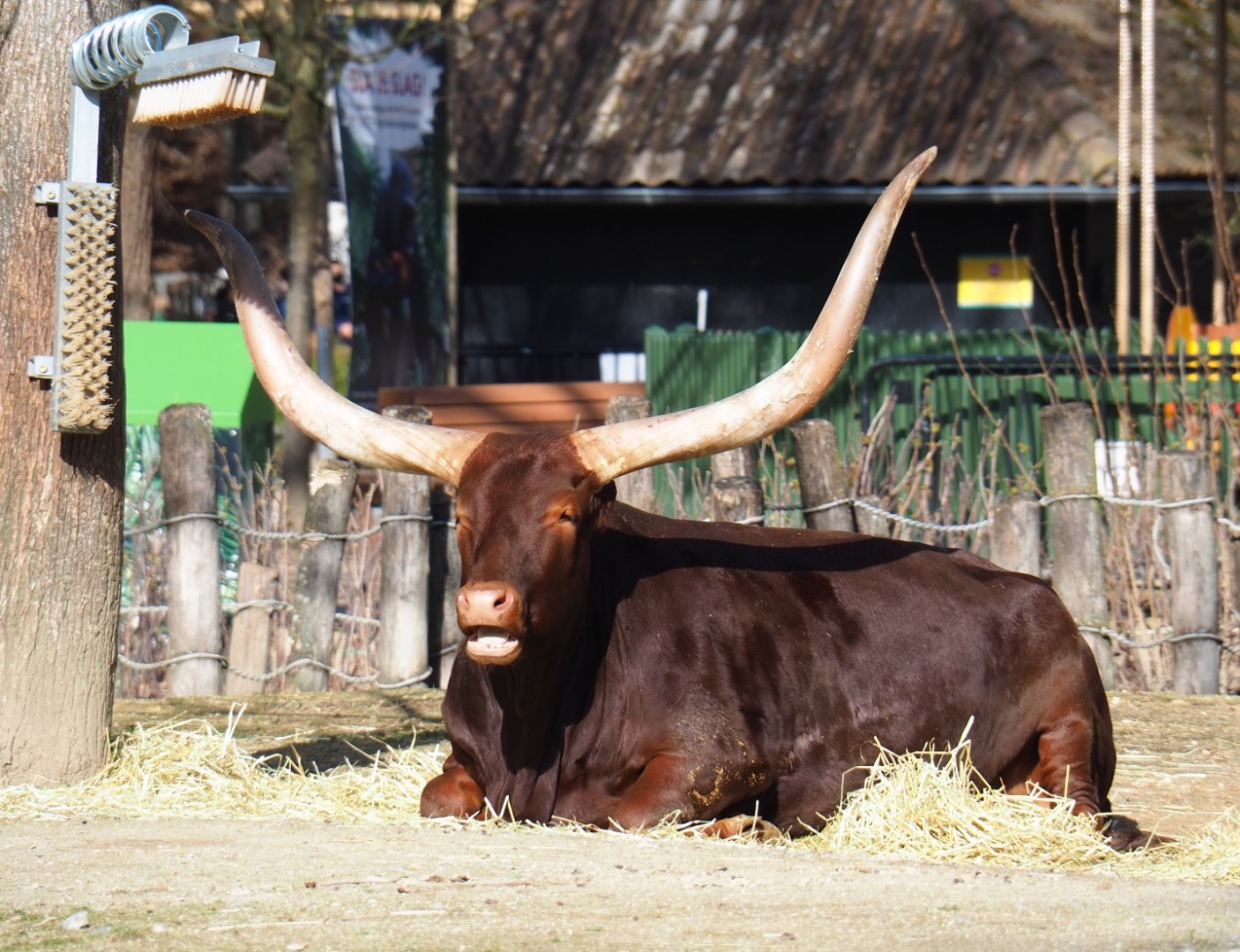 Ankole-Watusi cattle (Bos taurus indicus), 2021-02-23
