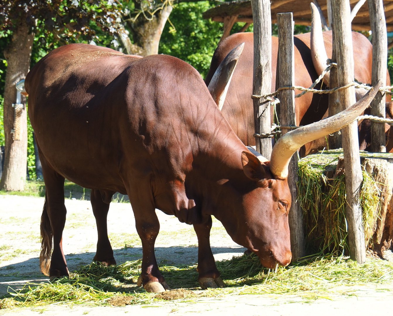 Ankole-Watusi cattle (Bos taurus indicus), 2021-06-01