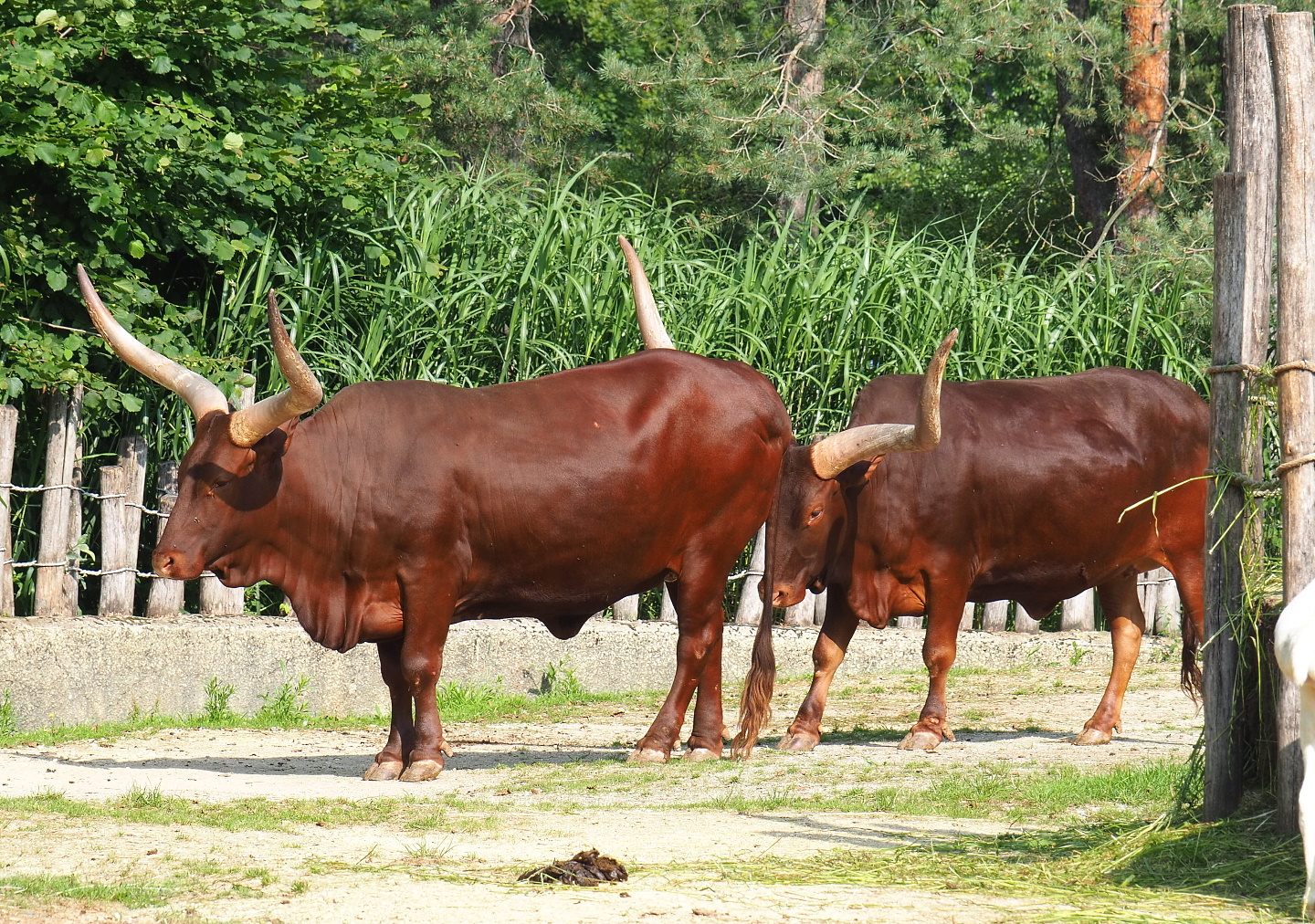 Ankole-Watusi cattle (Bos taurus indicus), 2021-07-20
