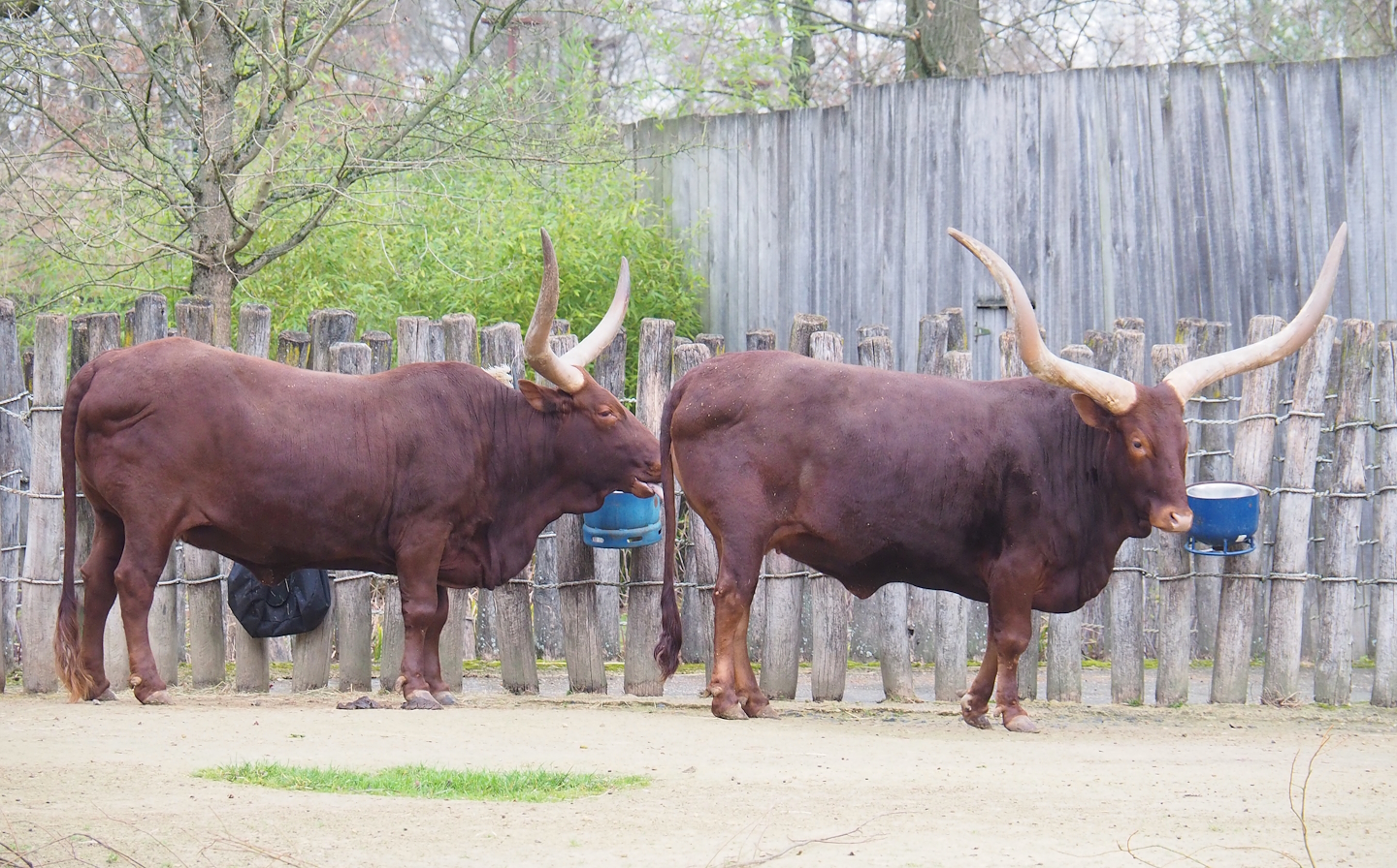 Ankole-Watusi cattle (Bos taurus indicus), 2023-02-19