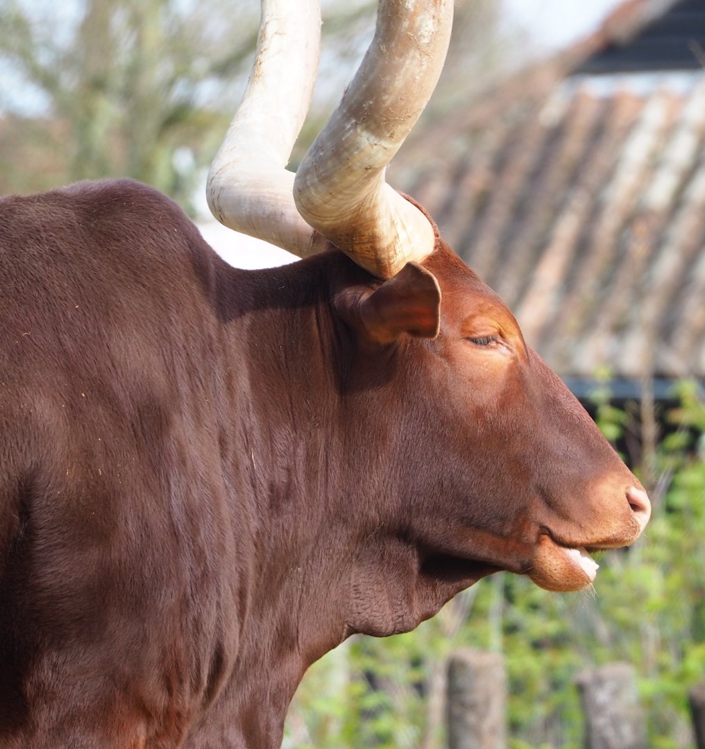 Ankole-Watusi cattle (Bos taurus indicus), 2023-03-28