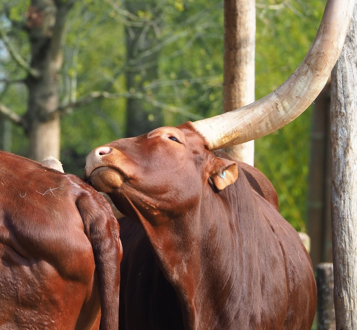 Ankole-Watusi cattle (Bos taurus indicus), 2023-04-18