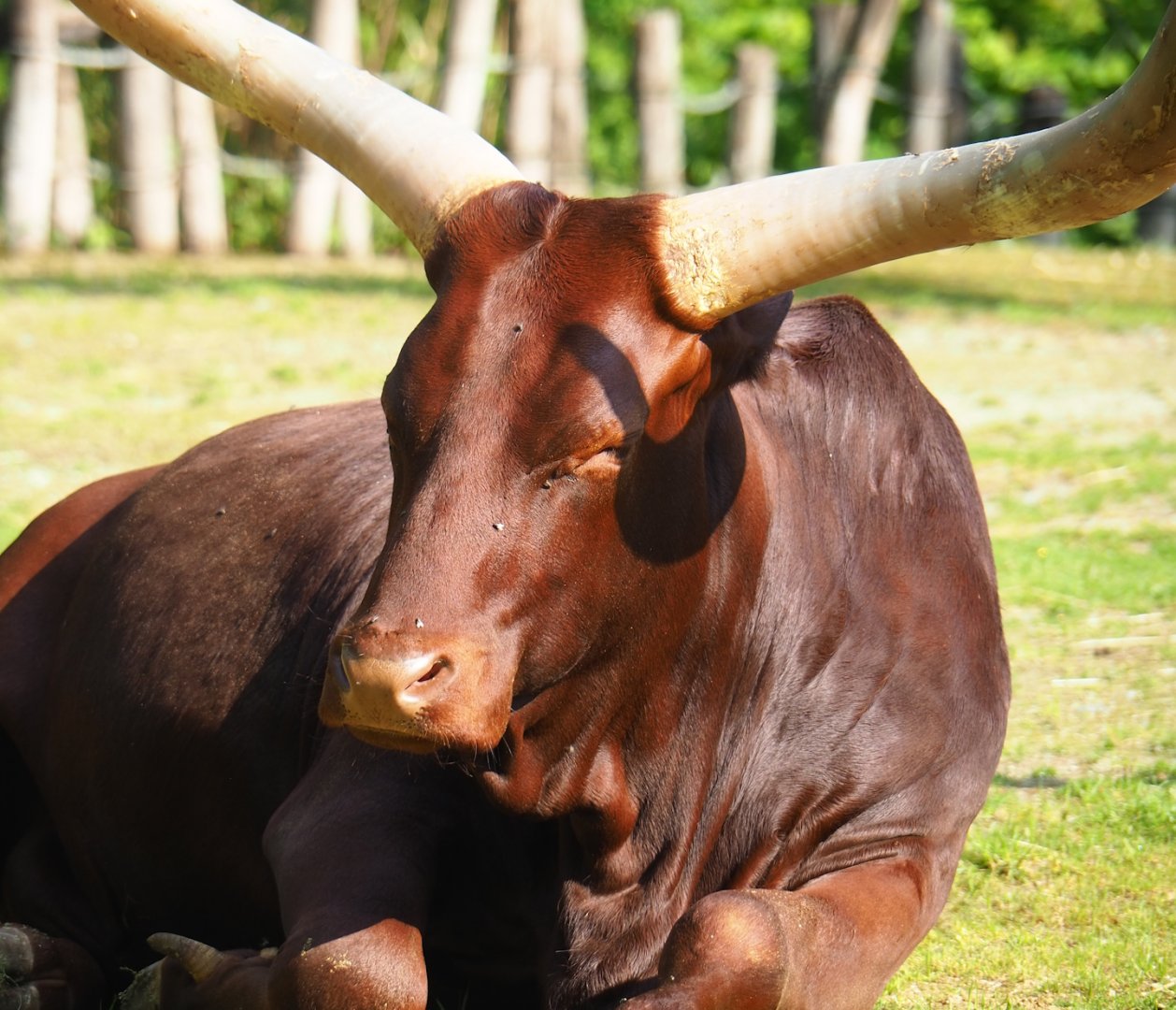 Ankole-Watusi cattle (Bos taurus indicus), 2023-05-13