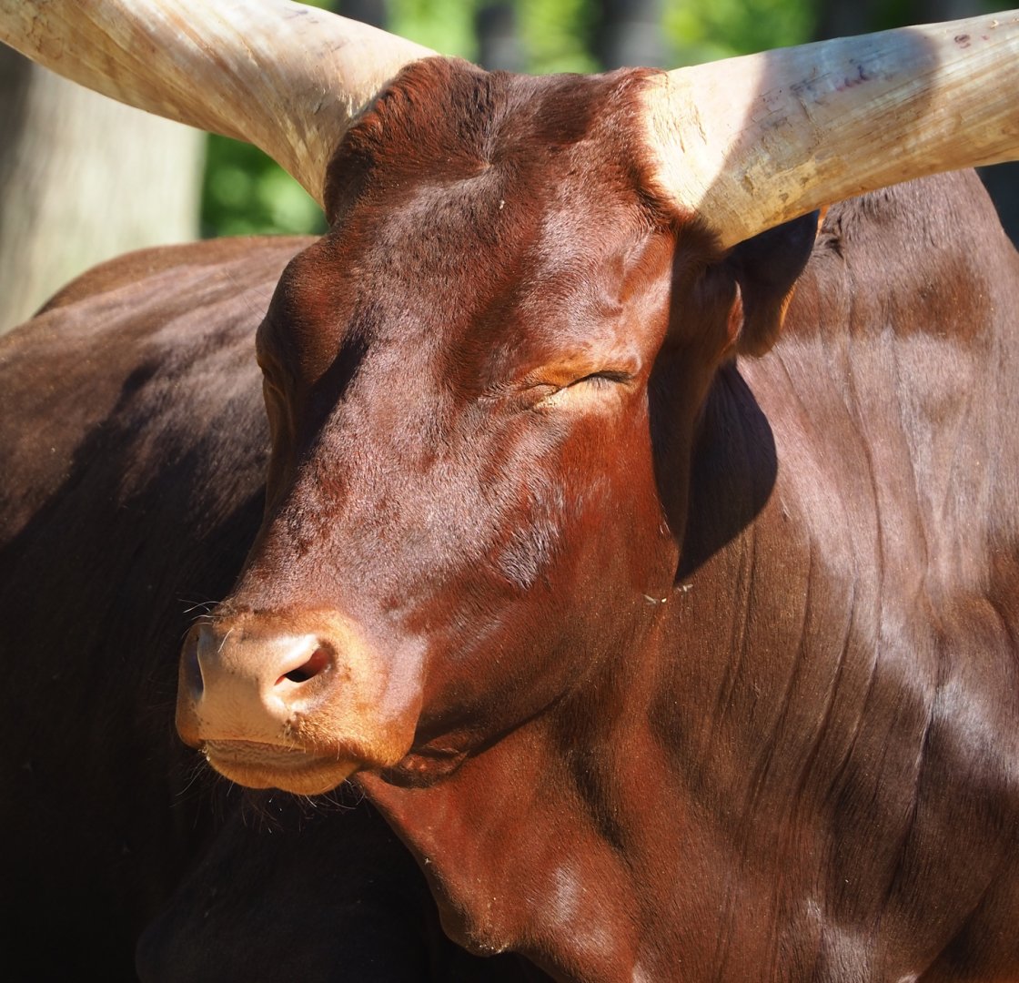 Ankole-Watusi cattle (Bos taurus indicus), 2023-06-04
