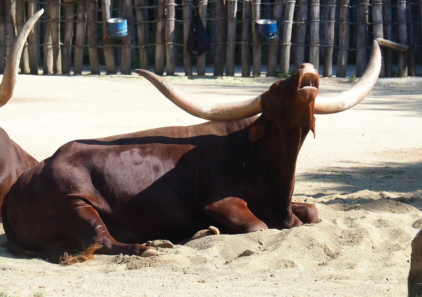 Ankole-Watusi cattle (Bos taurus indicus), 2023-07-08