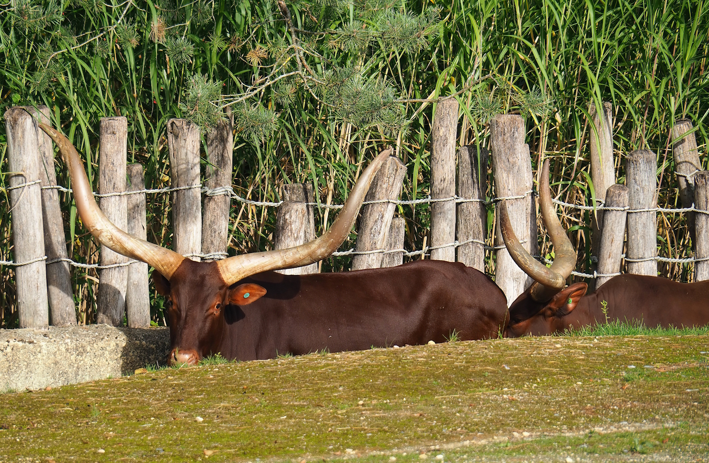 Ankole-Watusi cattle (Bos taurus indicus), 2023-09-19
