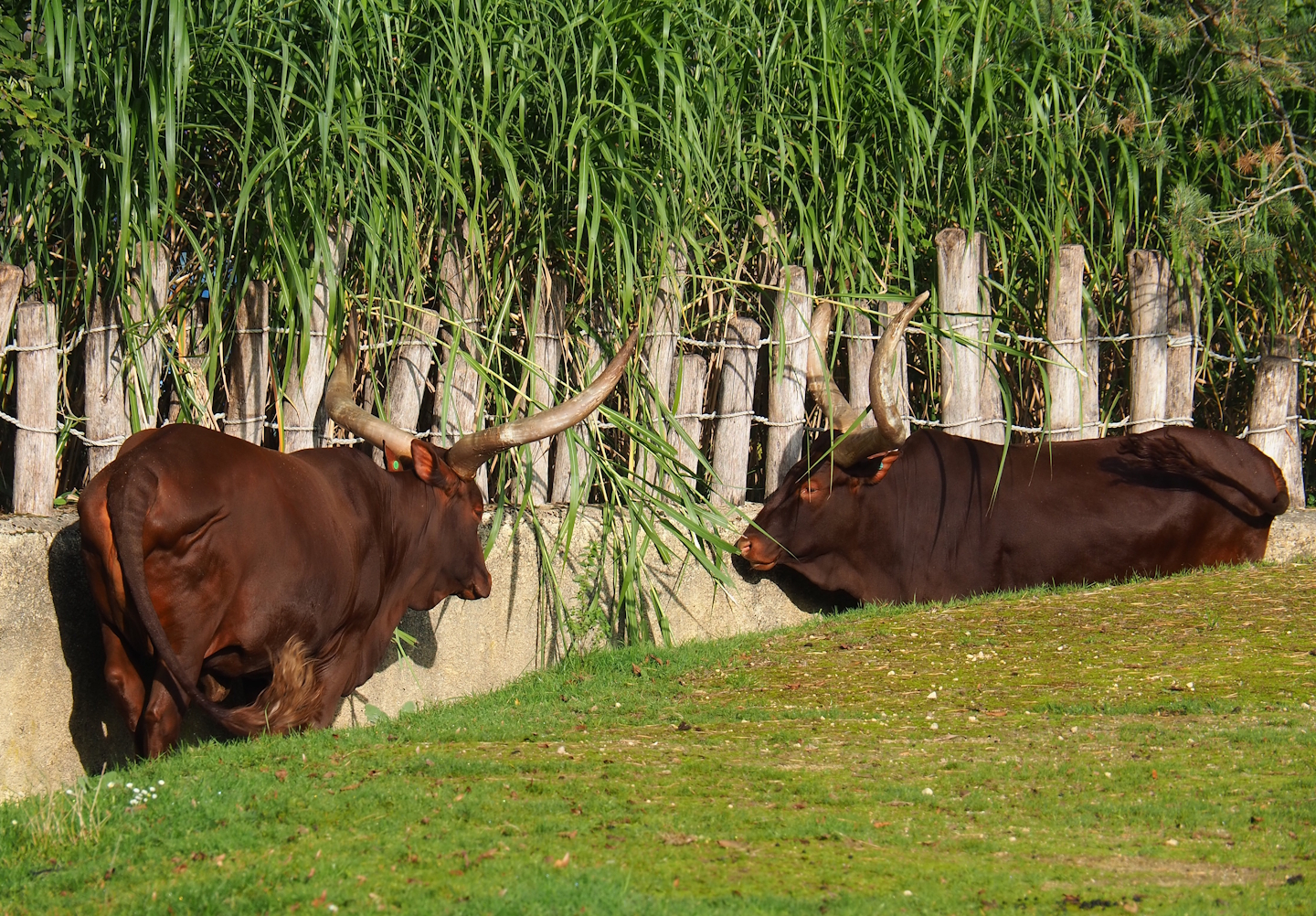 Ankole-Watusi cattle (Bos taurus indicus), 2023-10-04