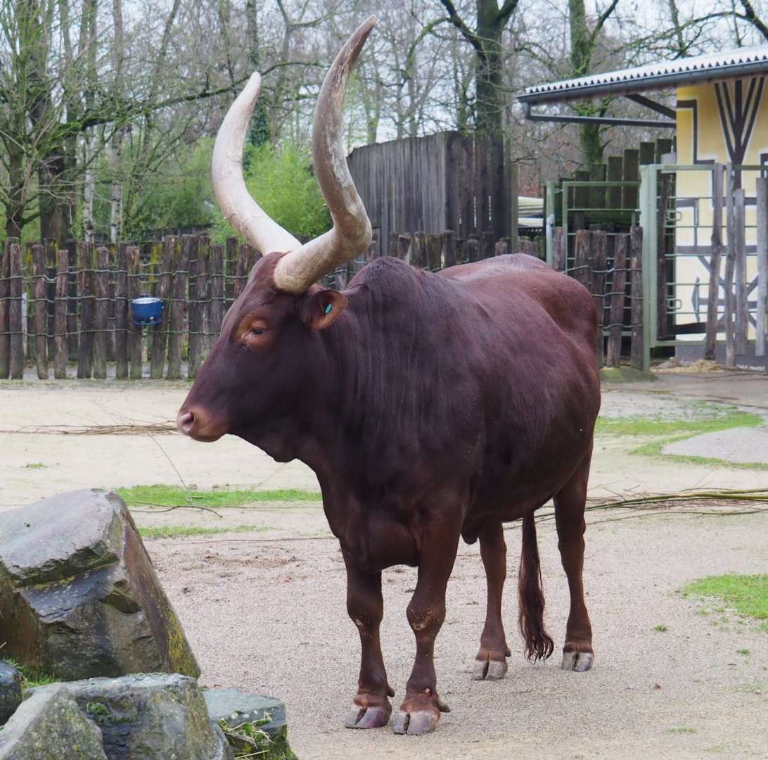 Ankole-Watusi cattle (Bos taurus indicus), 2024-01-01
