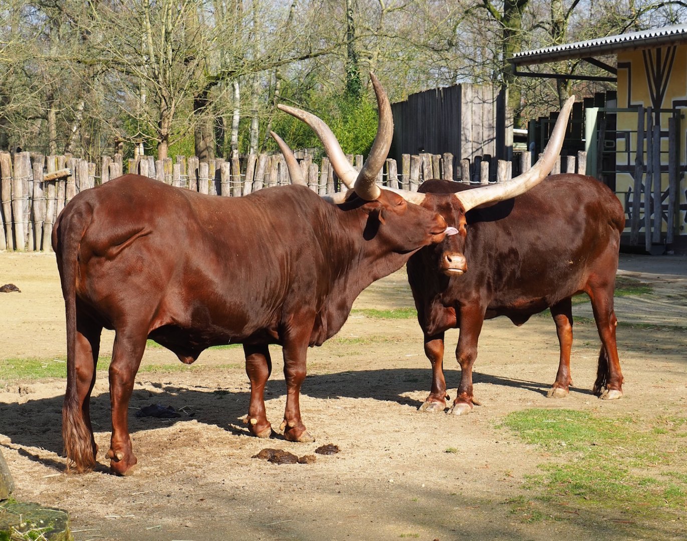 Ankole-Watusi cattle (Bos taurus indicus), 2024-03-04