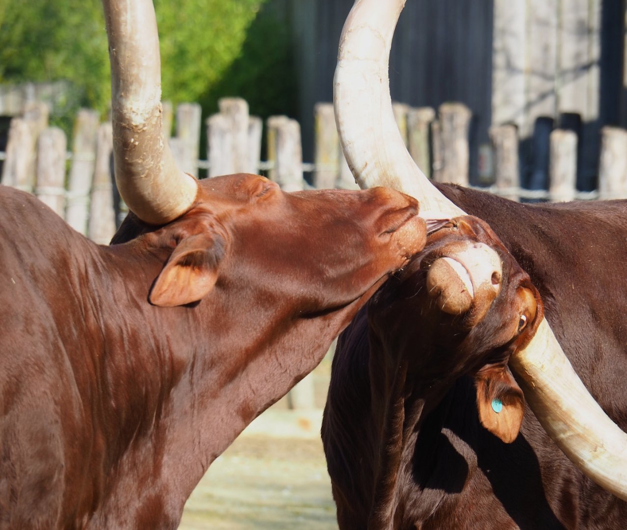 Ankole-Watusi cattle (Bos taurus indicus), 2024-03-04