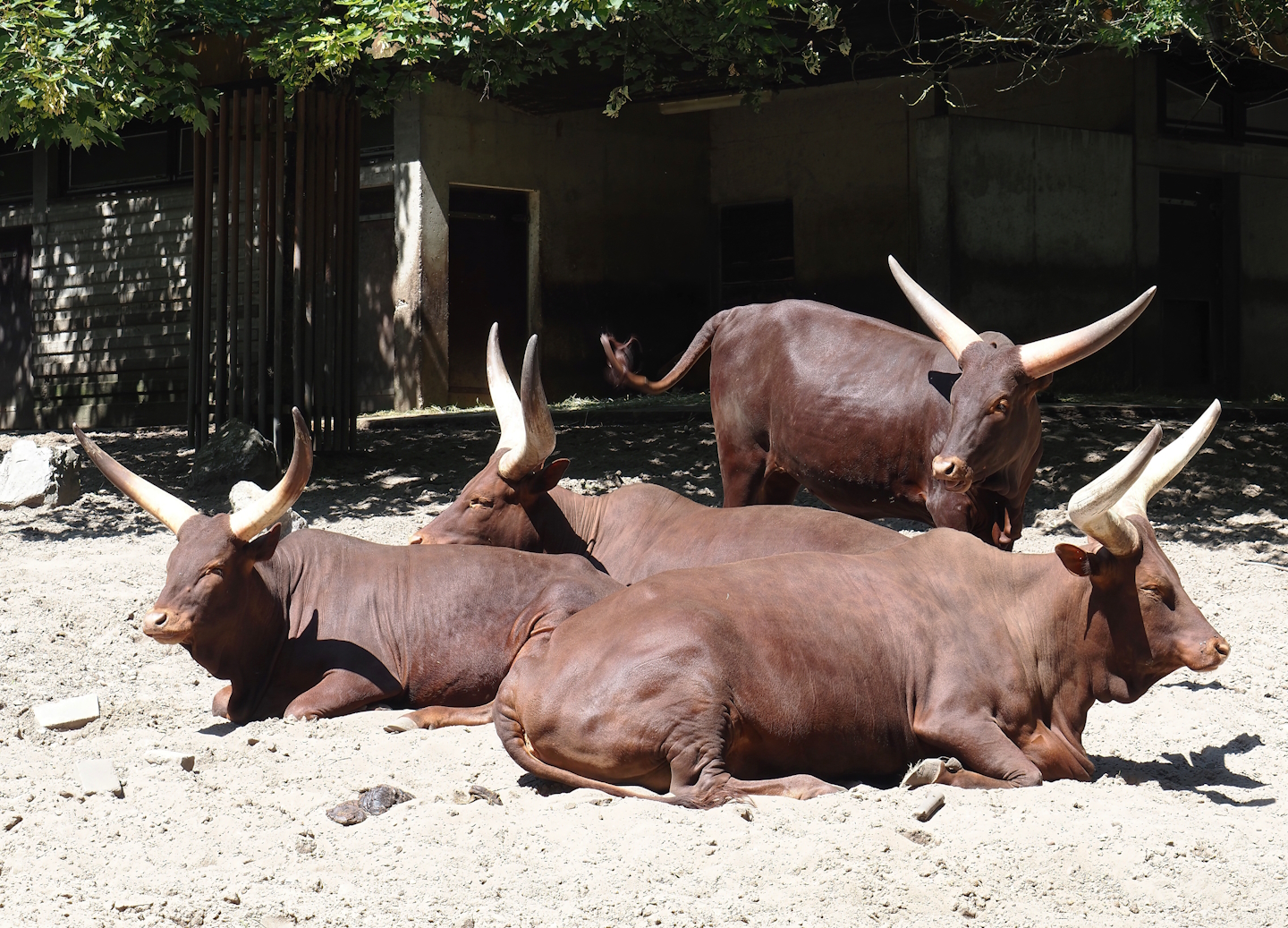 Ankole-Watusi cattle (Bos taurus indicus), 2024-06-08
