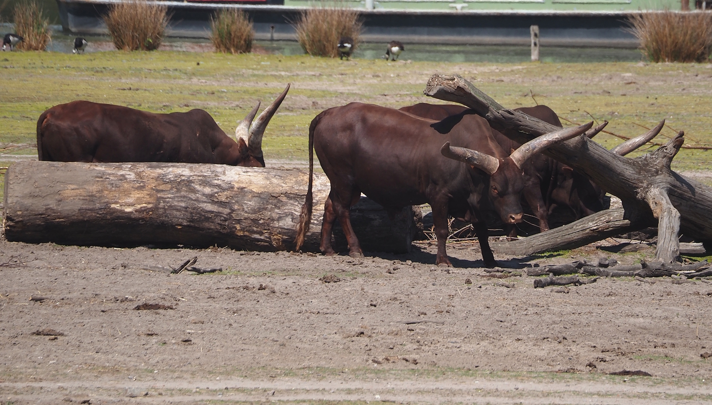 Ankole-Watusi cattle (Bos taurus indicus), 2025-04-30
