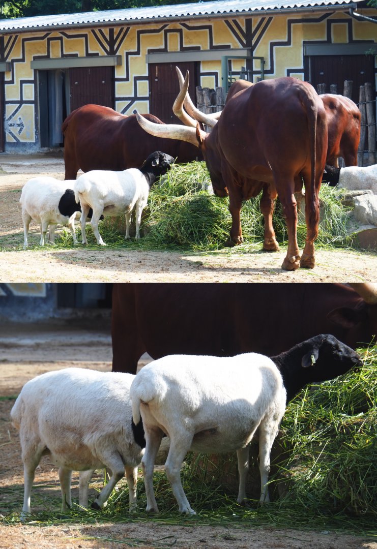 Ankole-Watusi cattle (Bos taurus indicus) and Somali black-headed sheep (Ovis aries), 2020-06-12