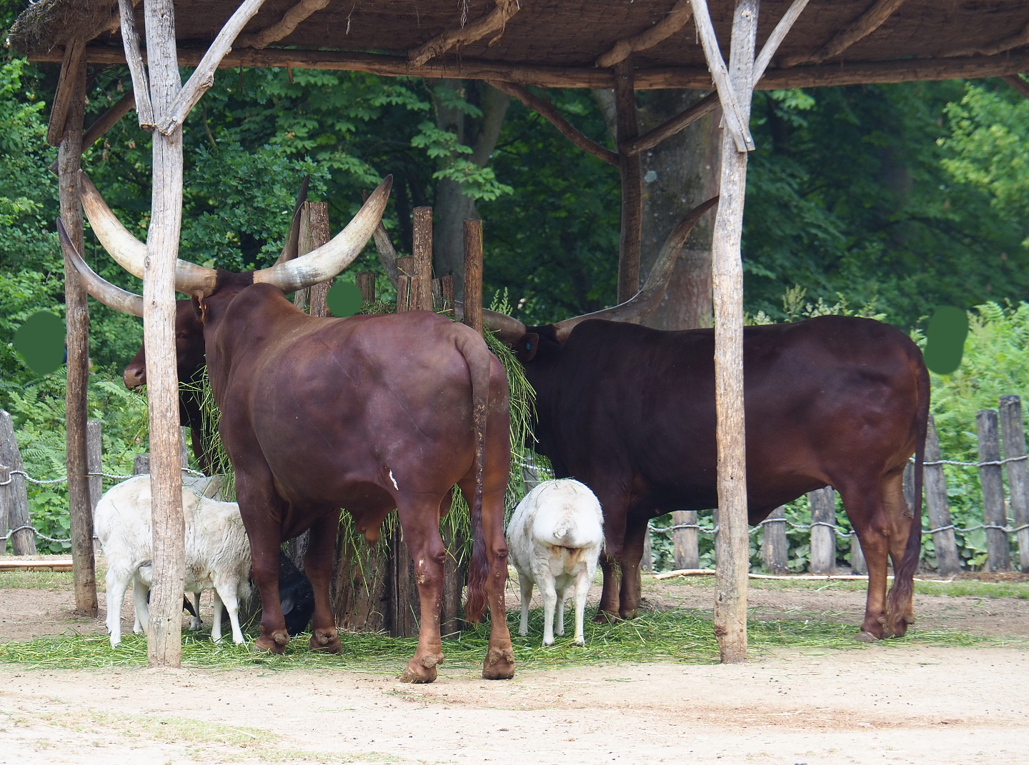 Ankole-Watusi cattle (Bos taurus indicus) and Somali sheep (Ovis aries), 2020-05-23