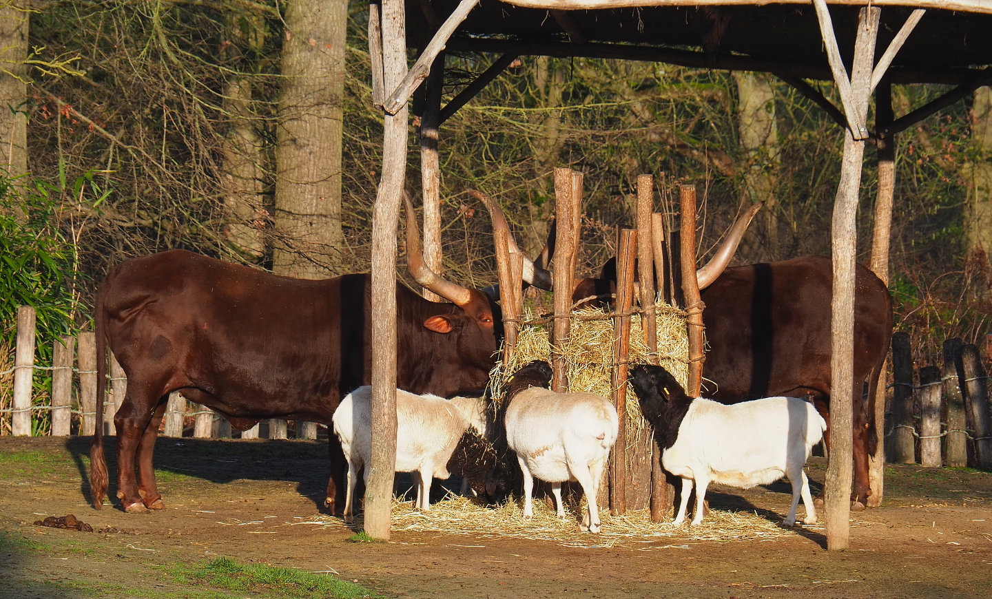 Ankole-Watusi cattle (Bos taurus indicus) and Somali sheep (Ovis aries), 2022-01-30