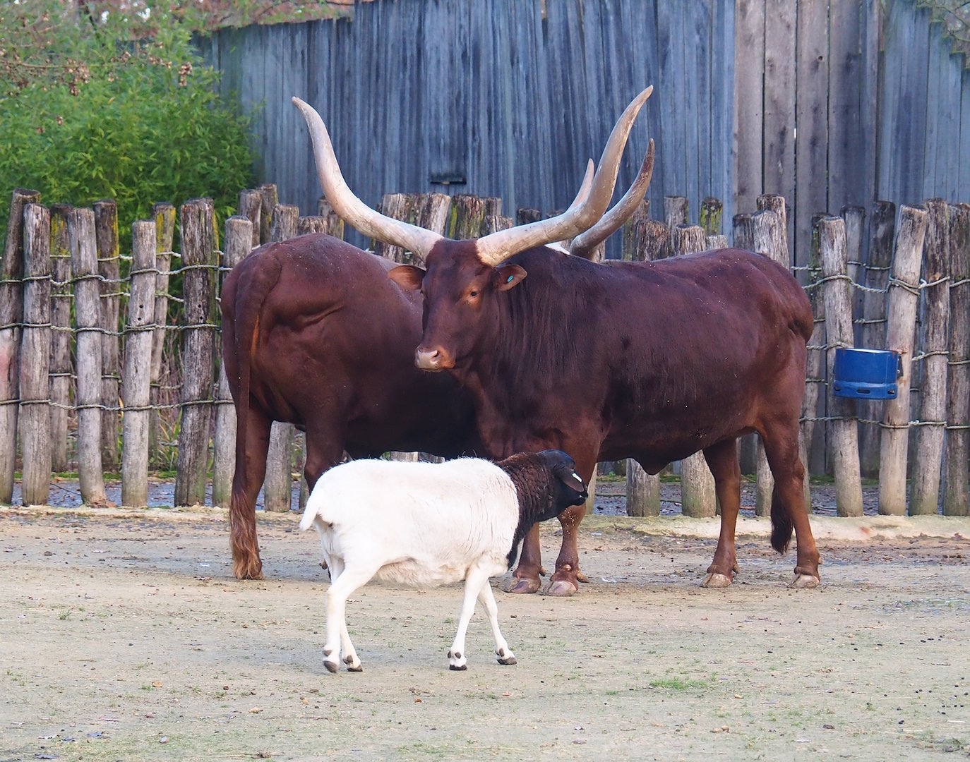 Ankole-Watusi cattle (Bos taurus indicus) and Somali sheep (Ovis aries), 2022-12-27