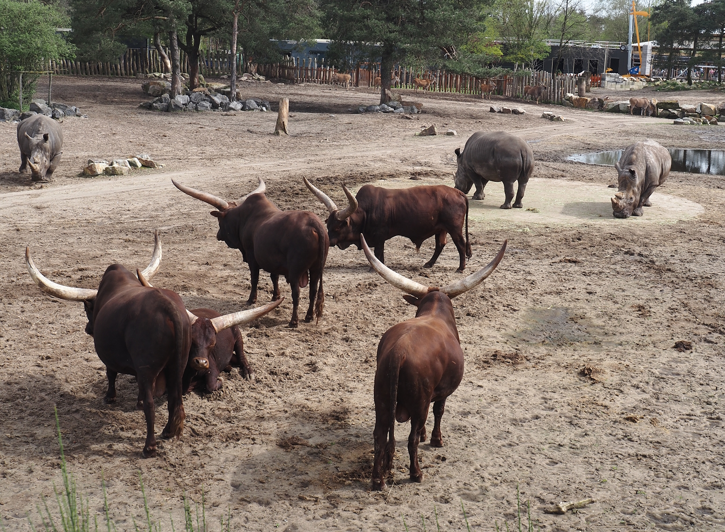 Ankole-Watusi cattle (Bos taurus indicus) and Southern white rhinoceroses (Ceratotherium simum simum), 2024-04-06
