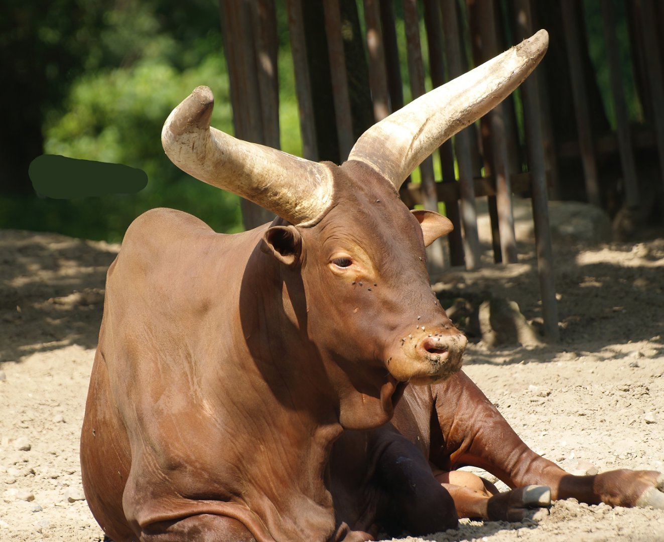 Ankole-Watusi cattle (Bos taurus indicus X B. t. taurus), 2008-08-06