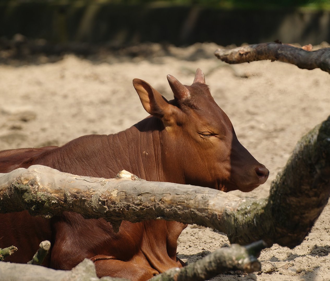 Ankole-Watusi cattle (Bos taurus indicus X B. t. taurus), 2008-08-06