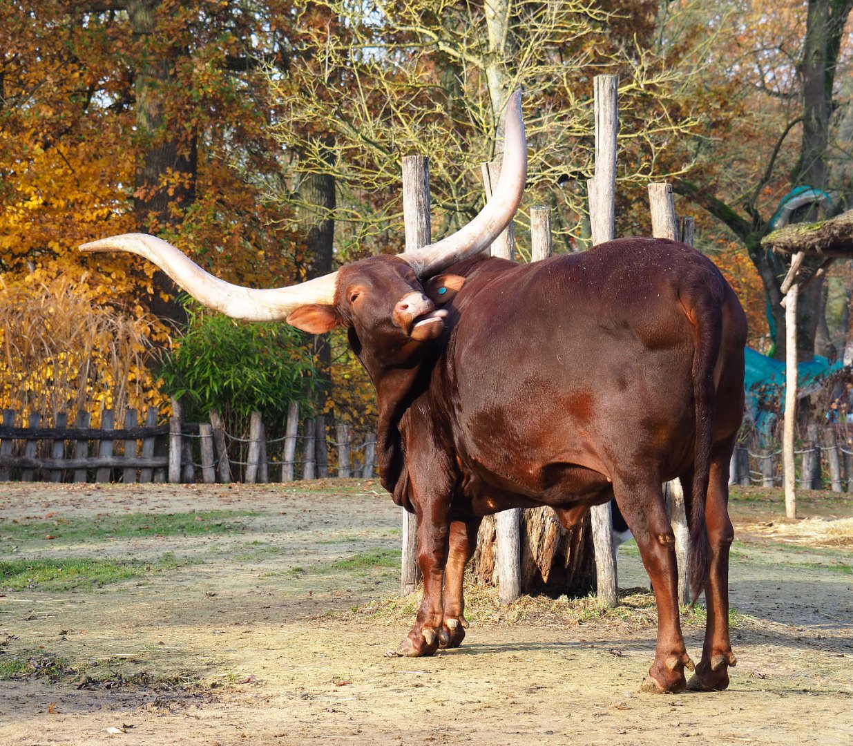 Ankole-Watusi cattle (Bos taurus indicus x B. t. taurus), 2021-11-23