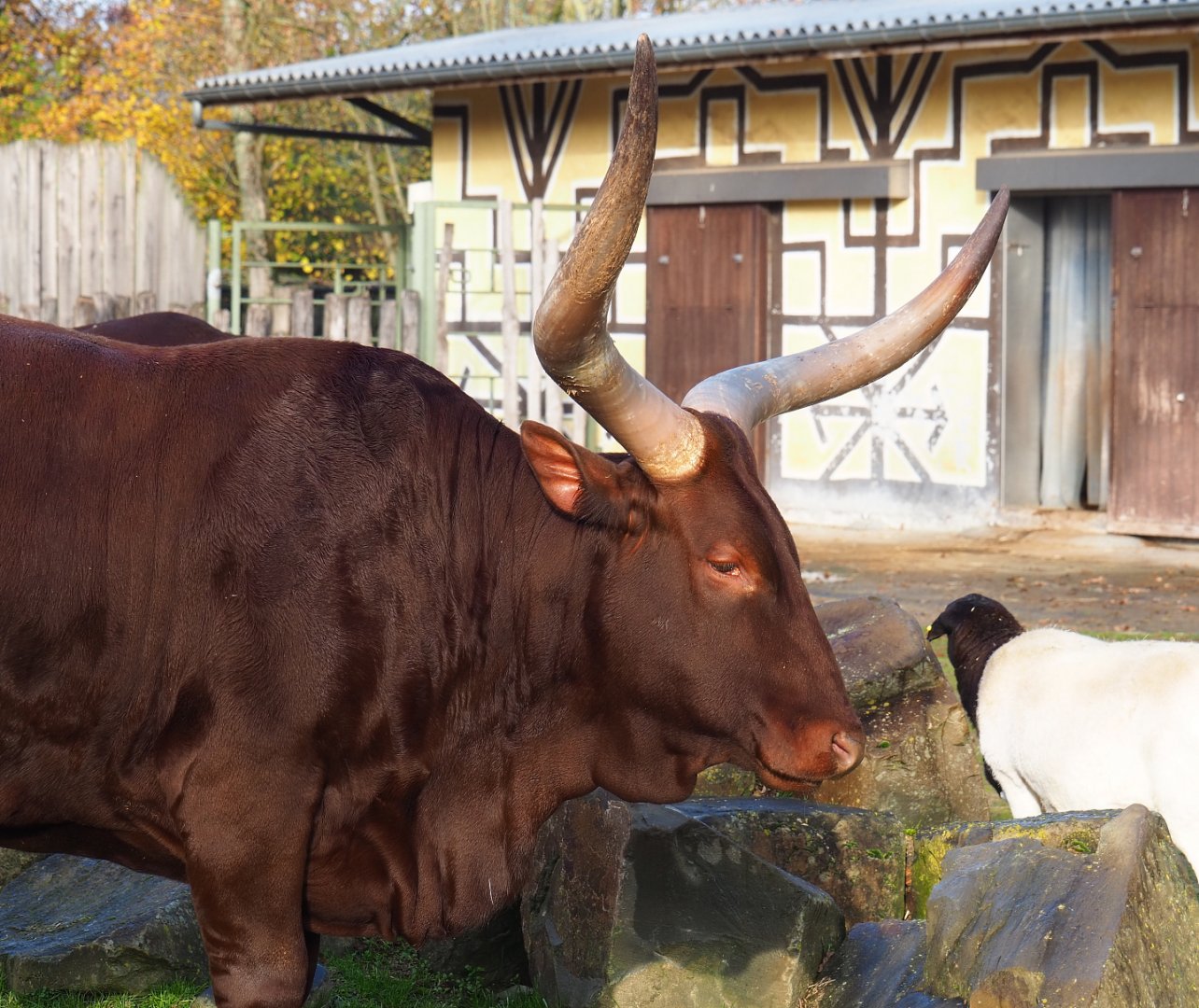 Ankole-Watusi cattle (Bos taurus indicus x B. t. taurus), 2021-11-23