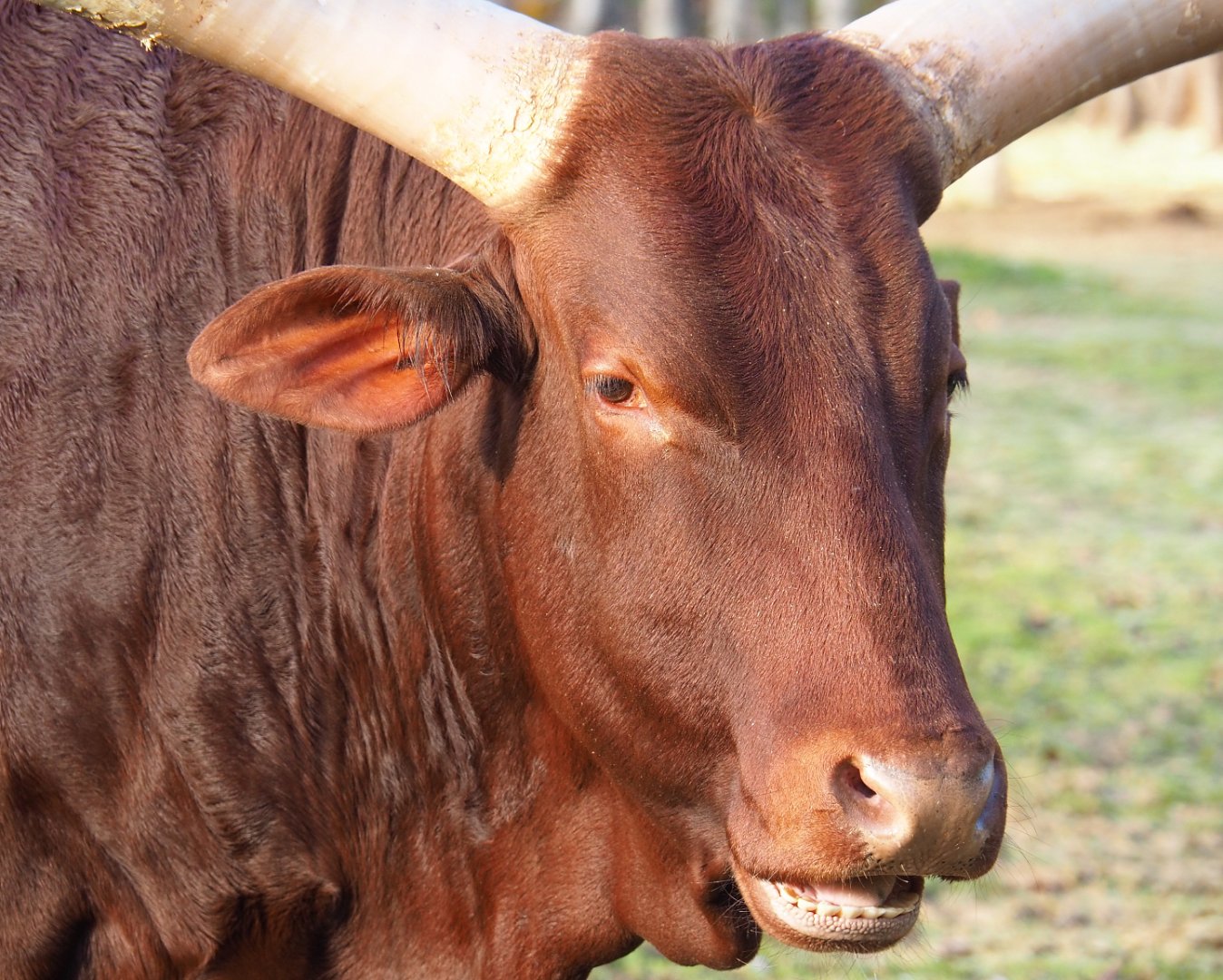 Ankole-Watusi cattle (Bos taurus indicus x B. t. taurus), 2021-11-23