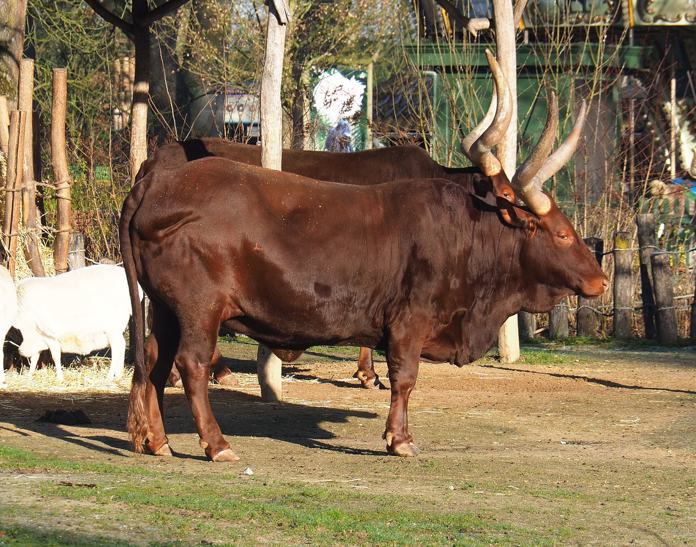 Ankole-Watusi cattle (Bos taurus indicus X B. t. taurus), 2022-02-12