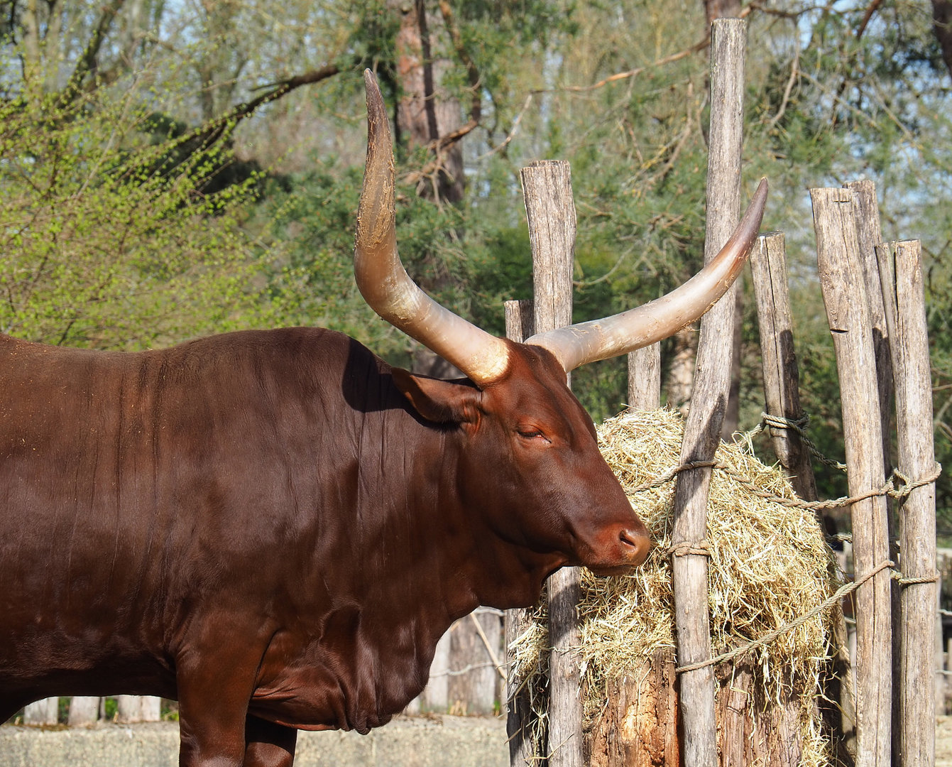 Ankole-Watusi cattle (Bos taurus indicus x B.t. taurus), 2022-04-12