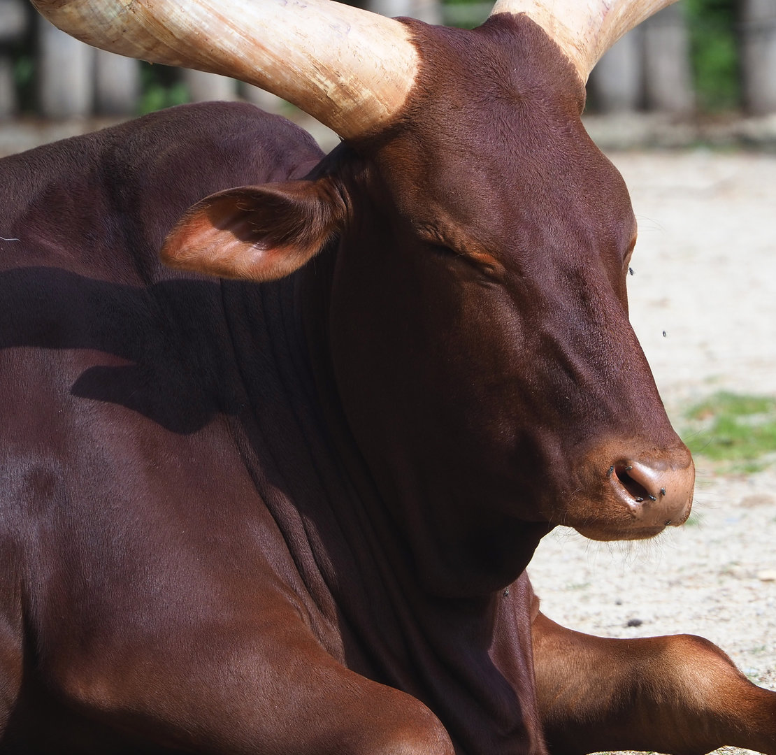 Ankole-Watusi cattle (Bos taurus indicus X B. t. taurus), 2022-05-28