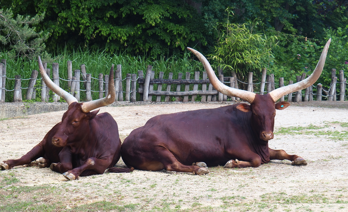 Ankole-Watusi cattle (Bos taurus indicus X B. t. taurus), 2022-05-28