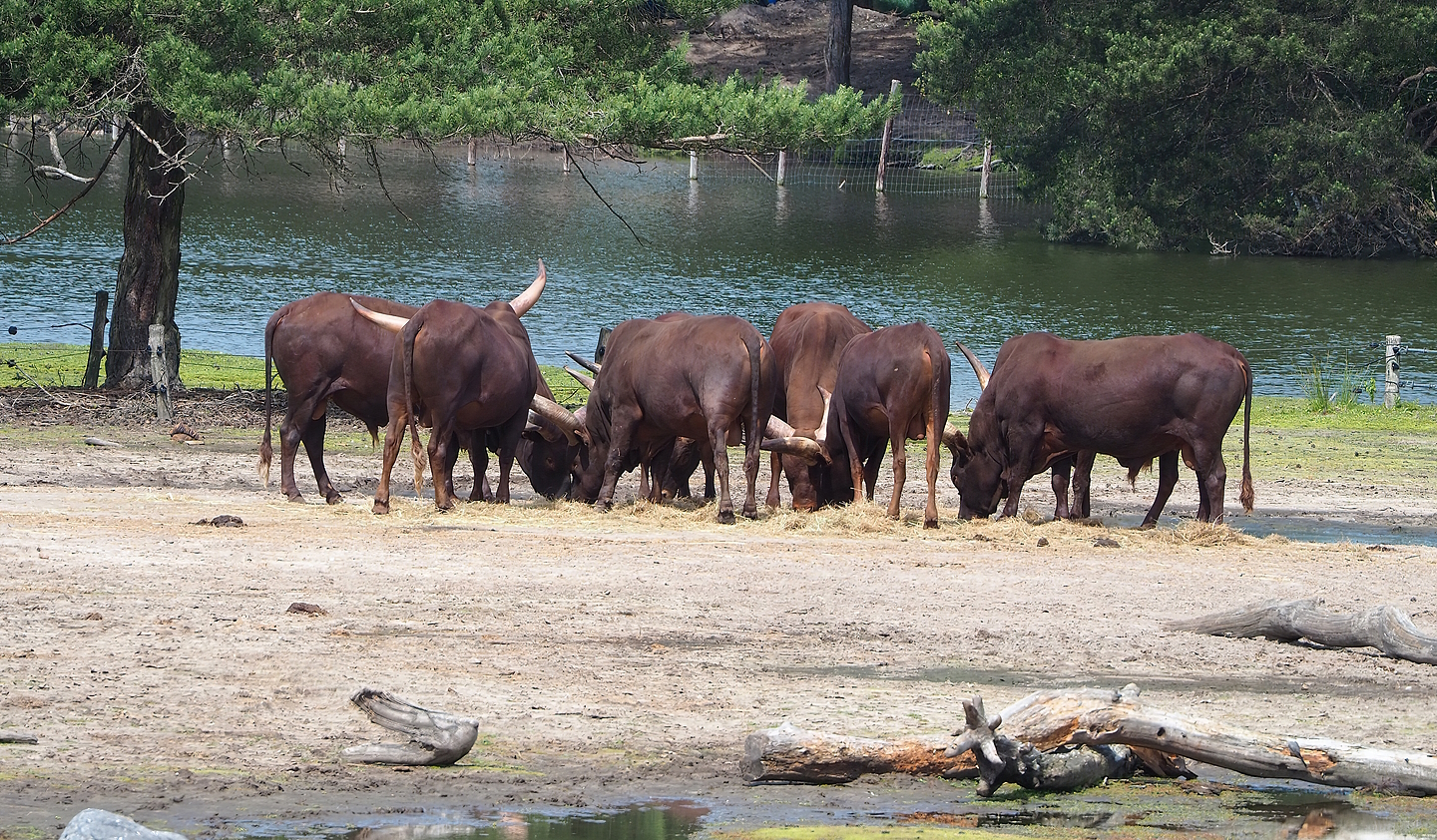 Ankole-Watusi cattle (Bos taurus indicus x B. t. taurus), 2022-06-12