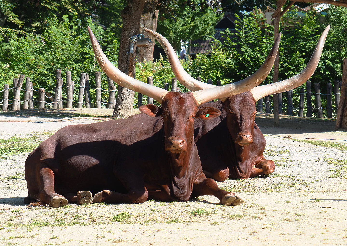 Ankole-Watusi cattle (Bos taurus indicus X B. t. taurus), 2022-06-15