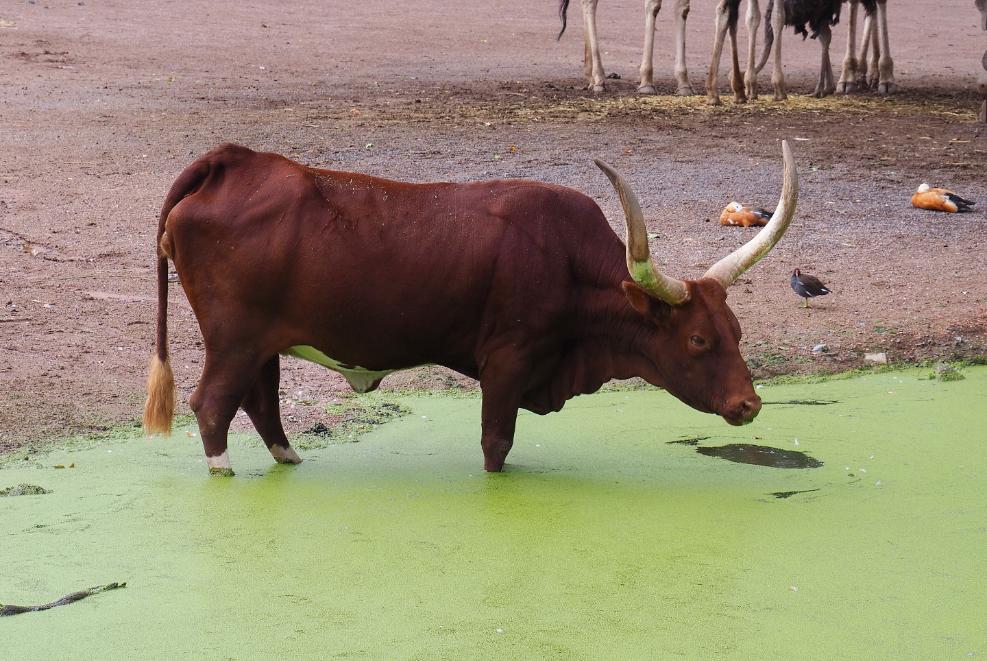 Ankole-Watusi cattle (Bos taurus indicus X B.t. taurus), 2022-09-15
