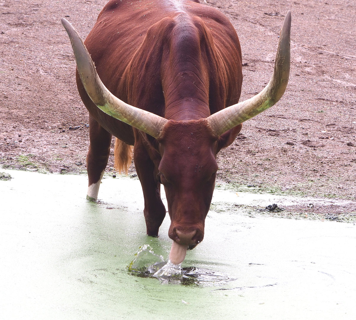 Ankole-Watusi cattle (Bos taurus indicus X B.t. taurus), 2022-09-15