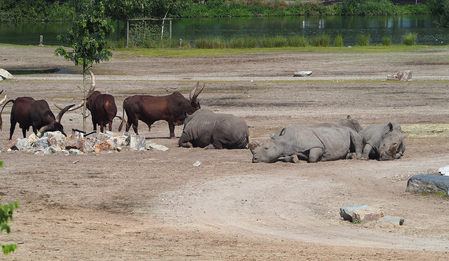 Ankole-Watusi cattle (Bos taurus indicus X B.t. taurus) and Southern white rhinoceroses (Ceratotherium simum simum), 2023-08-15